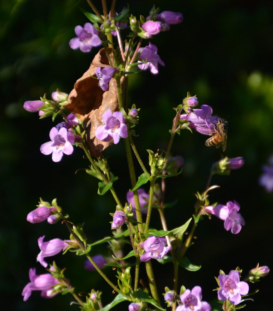 Penstemon | Central Texas Gardener