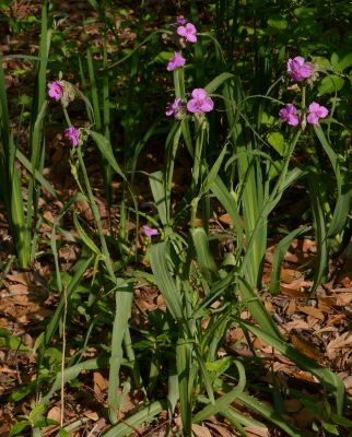 Giant Spiderwort