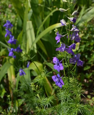 Larkspur