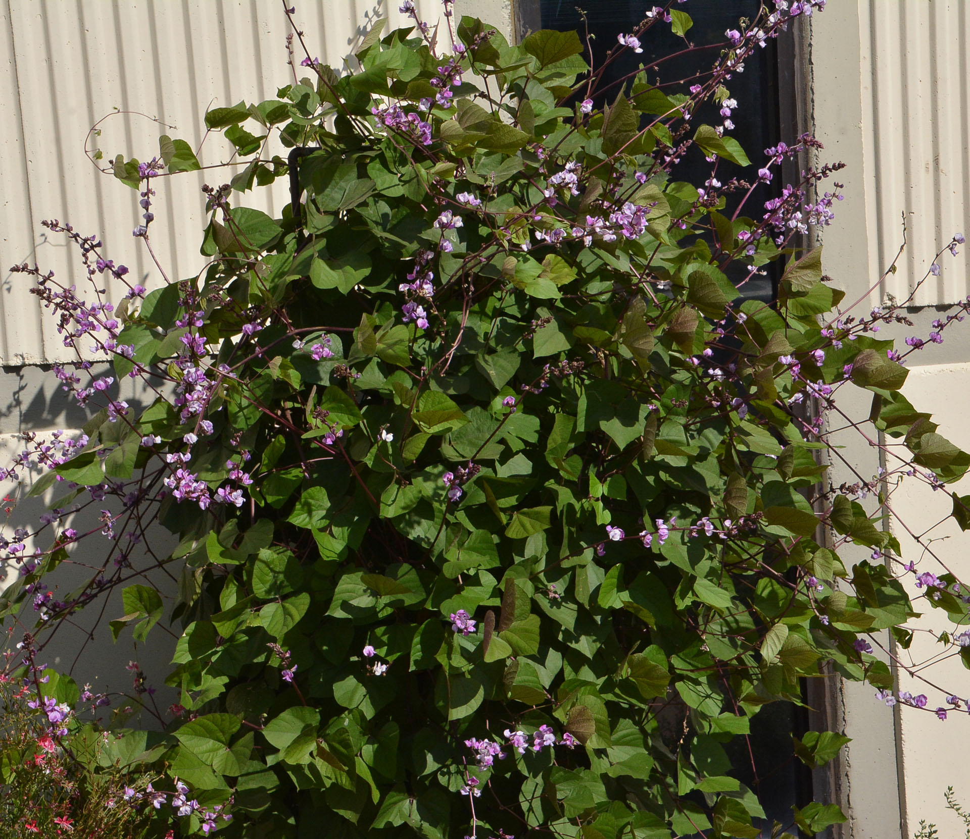 Hyacinth Bean Central Texas Gardener