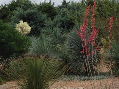 Yucca Flowers