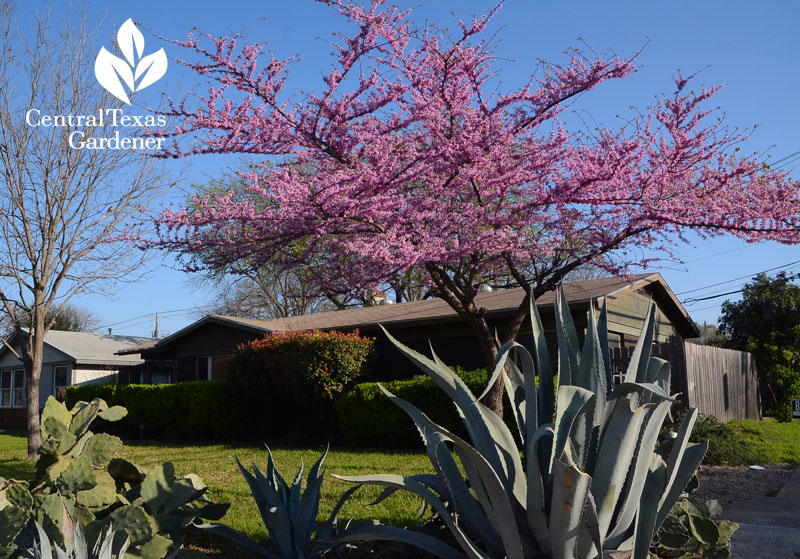 redbud tree