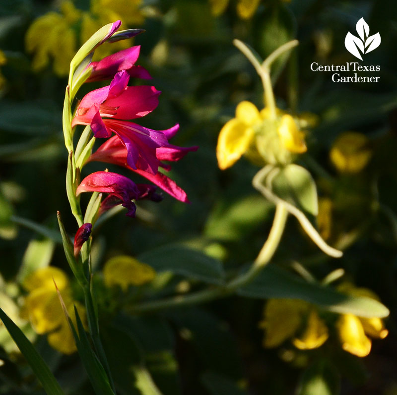 Byzantine gladiolus and Jersusalem sage flowers Central Texas Gardener