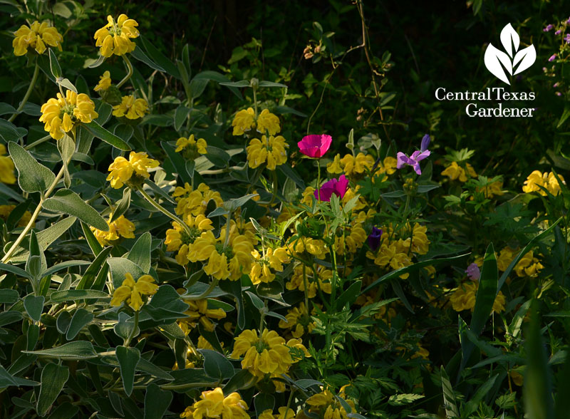 Winecup and Jerusalem sage Central Texas Gardener