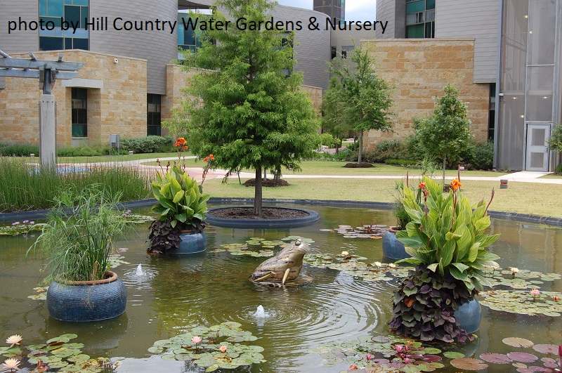 Living It Up Pond Patio Design Central Texas Gardener