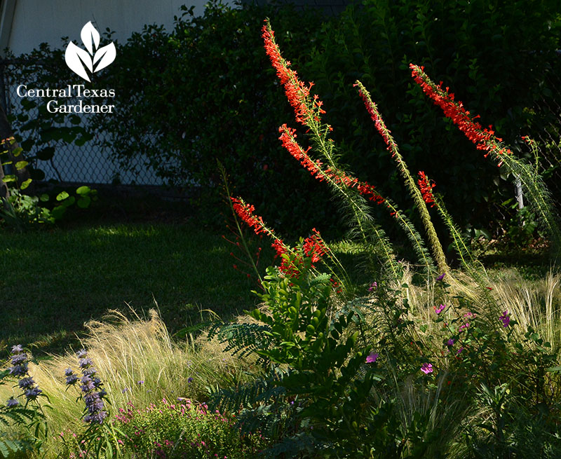 spikes of red flowers against grasses