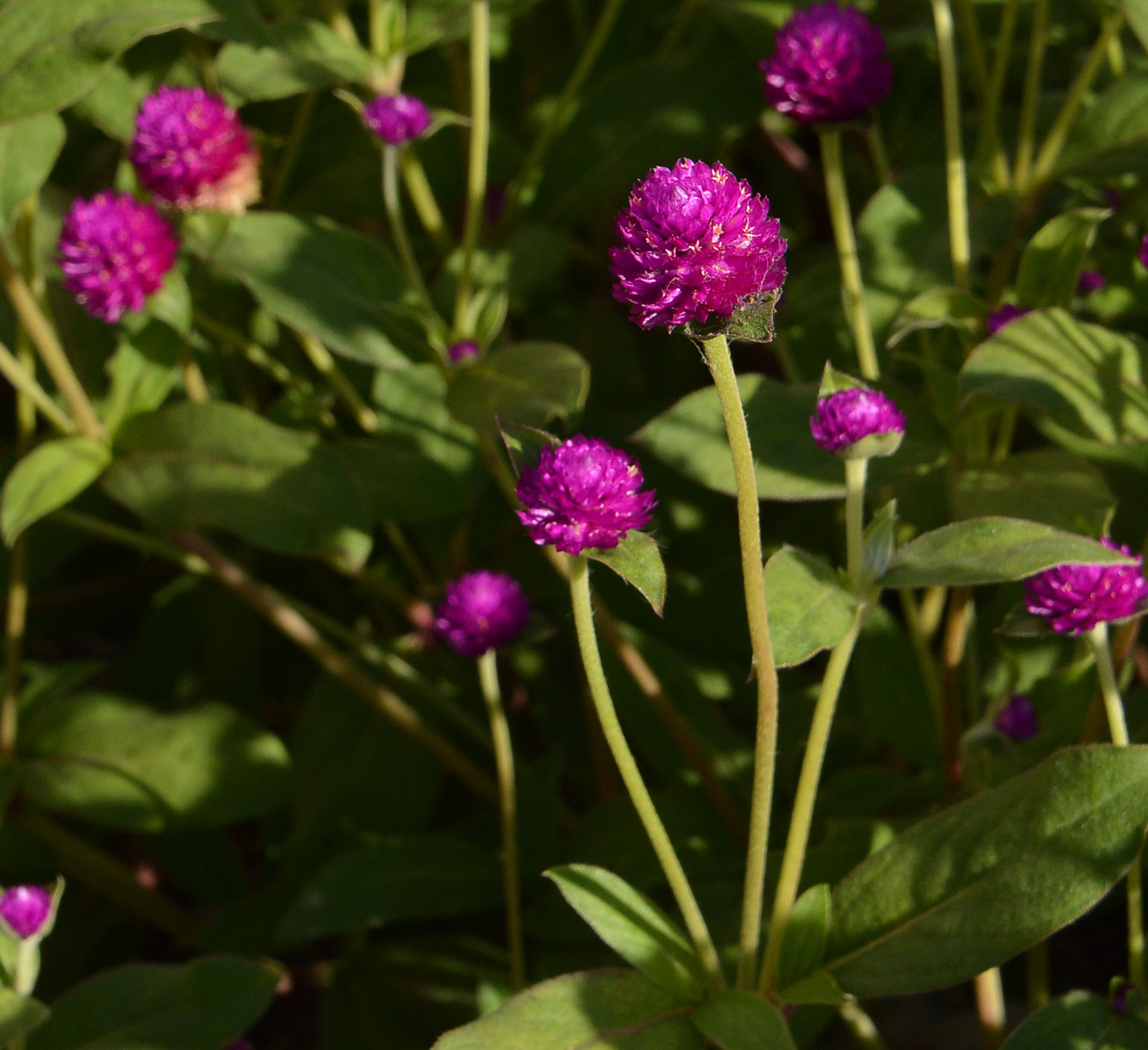 Globe Amaranth Central Texas Gardener