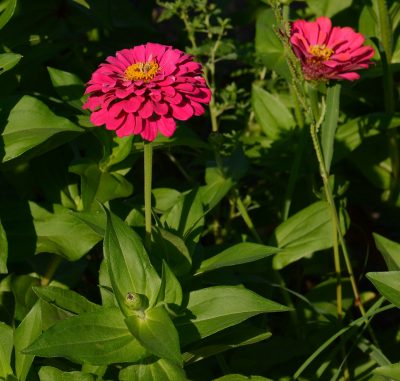 Zinnia