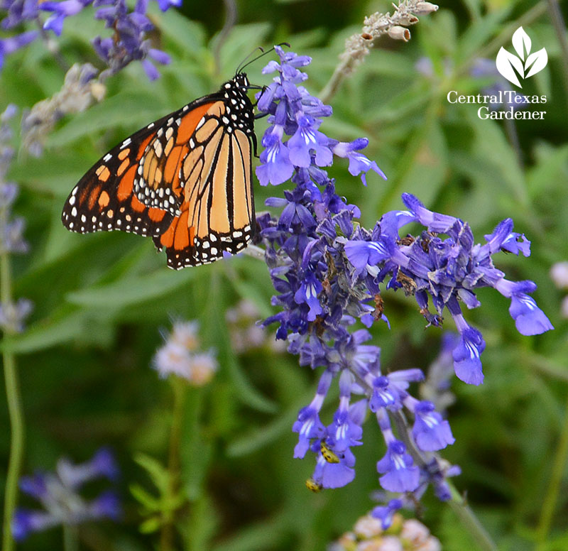 Monarch butterfly on Salvia farinacea 'Henry Duelberg'