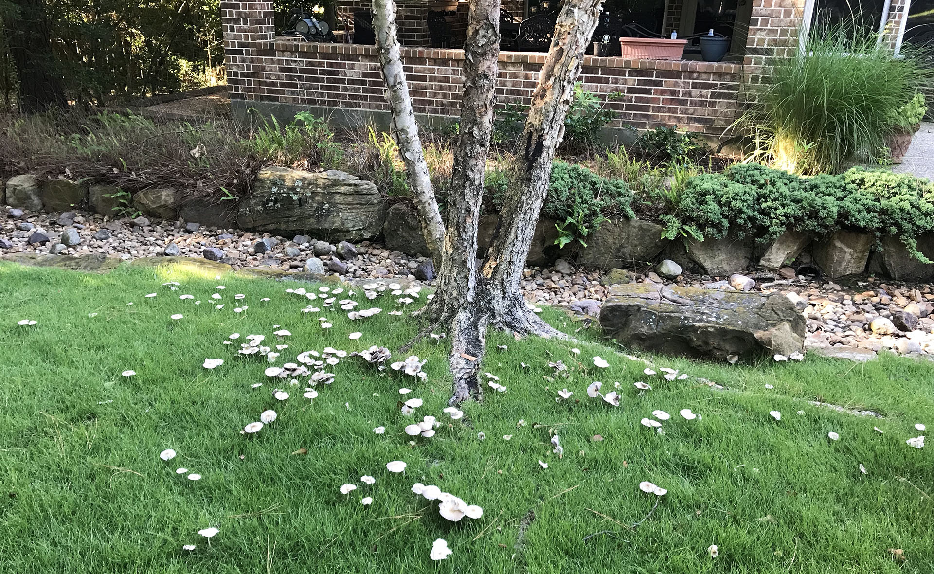 Mushrooms after Rain Central Texas Gardener