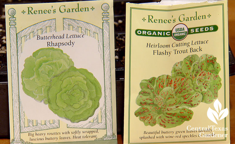 lettuce seed packets Butterhead and Flashy Troutback