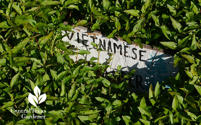 Vietnamese coriander La Flaca urban farm Central Texas Gardener