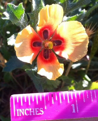 Invasive horned poppy