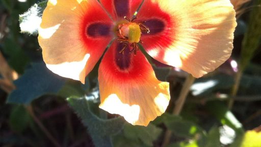 Invasive horned poppy