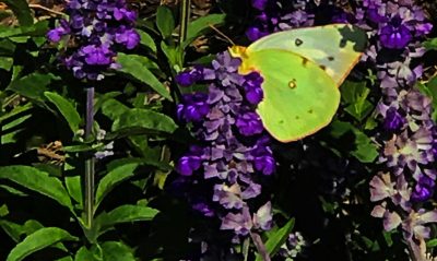 Pollinator Plants from our Viewers