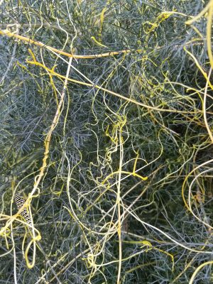 Invasive Dodder