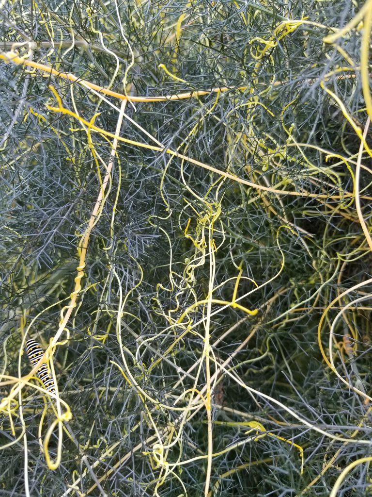 Invasive Dodder | Central Texas Gardener