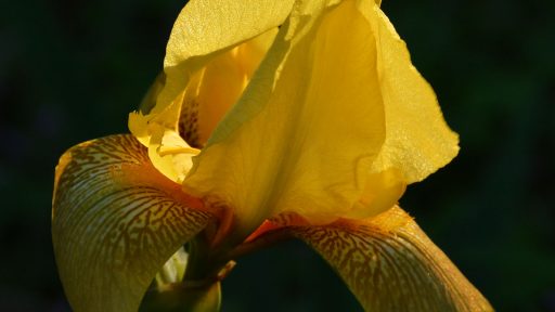 Bearded Iris