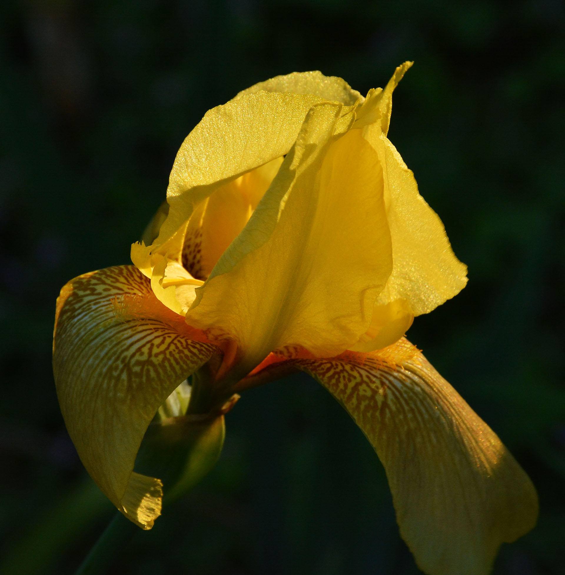 Bearded Iris Central Texas Gardener