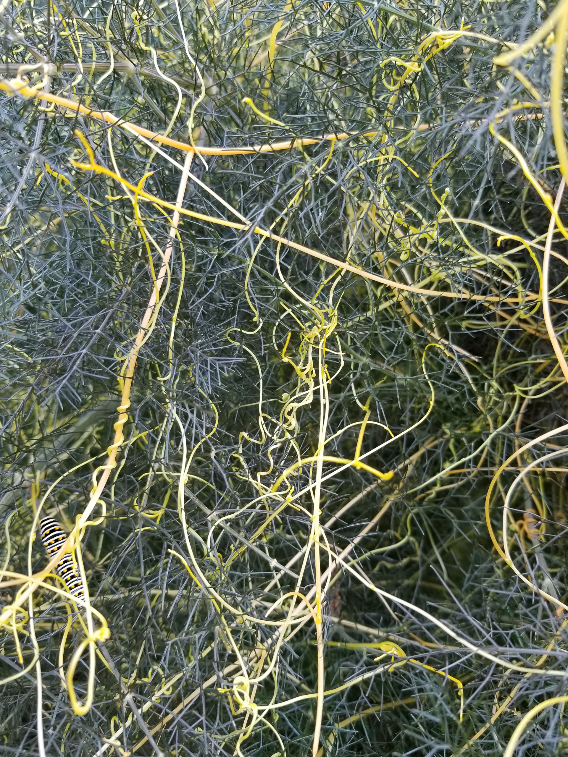 Invasive Dodder Central Texas Gardener