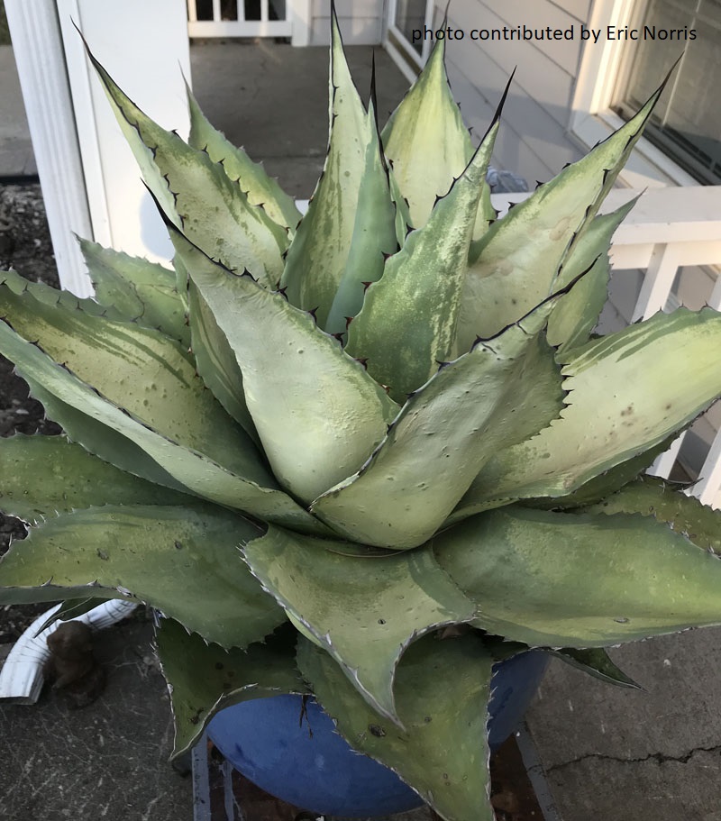 lightened color on agave leaves