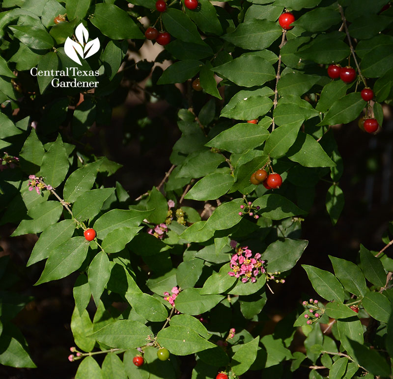 Barbados cherry flowers and fruit Central Texas Gardener