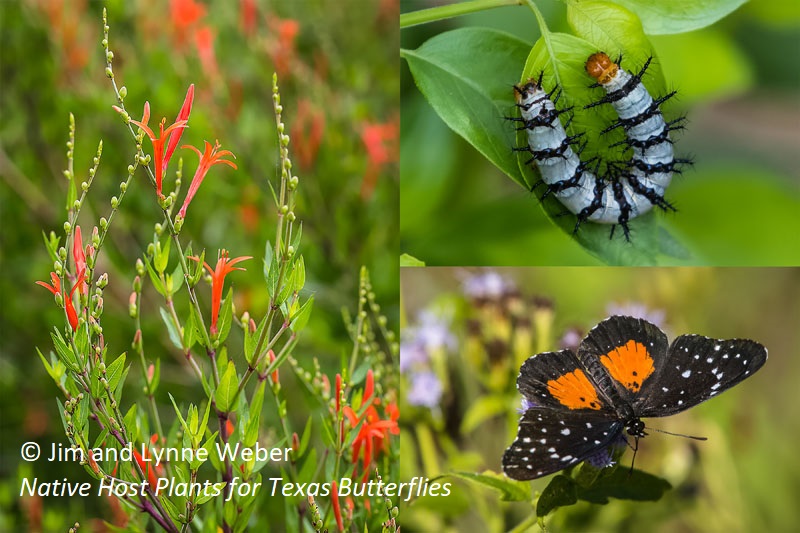 Flame Acanthus and Crimson Patch butterfly Native Host Plants for Texas Butterflies