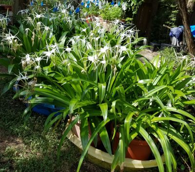 Tropical Giant Hymenocallis spider lily photo by Janis