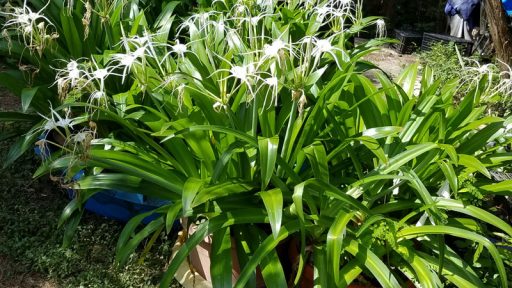 Tropical Giant Hymenocallis spider lily photo by Janis