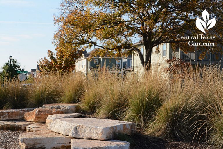 Seeding Wildflowers & Native Grasses Central Texas Gardener