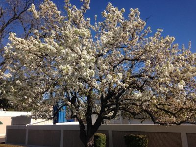 Mexican Plum