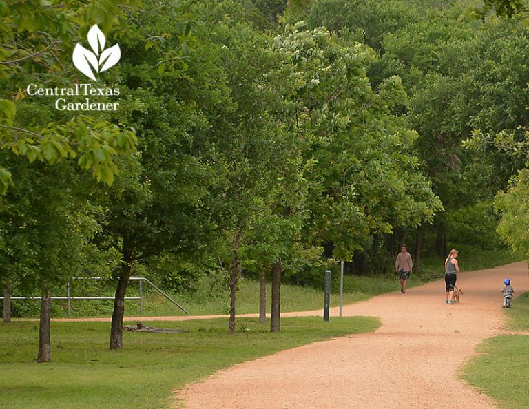 Native Trees + Saving Pease Park Central Texas Gardener