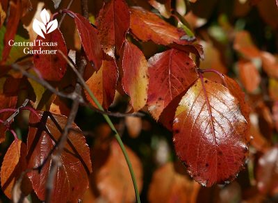 Rusty Blackhaw Viburnum