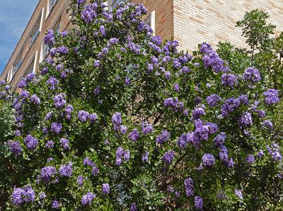 Mountain Laurel