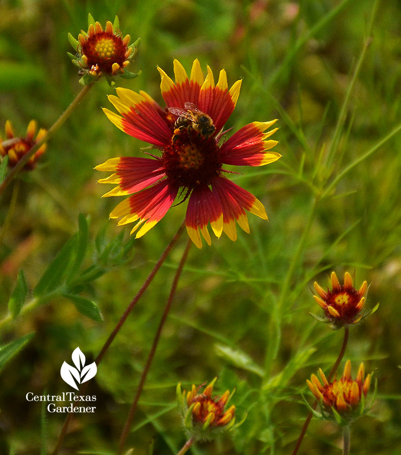 bee on firewheel Indian blanket Gaillarai pulchella wildflower Central Texas Gardener