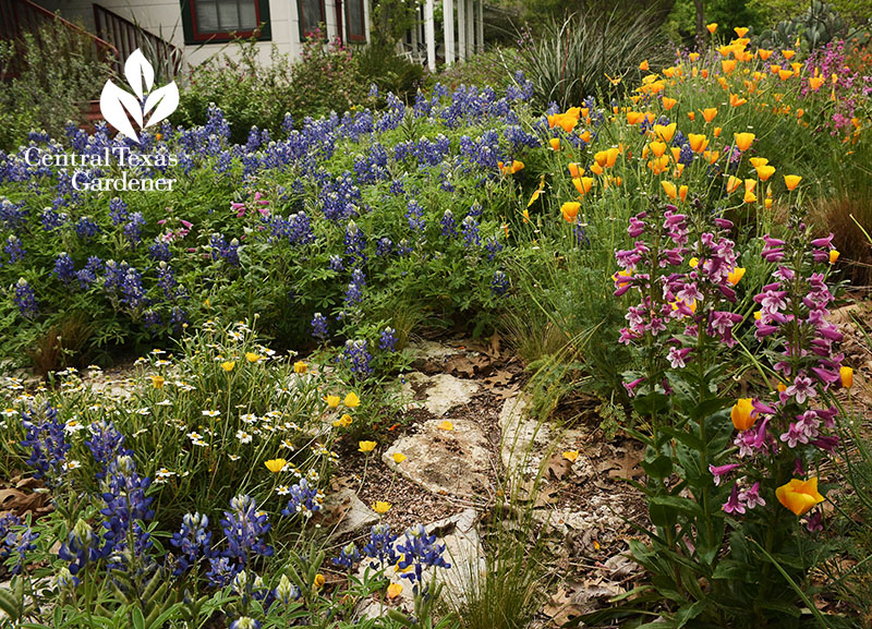 Seeding Wildflowers Native Grasses, Texas Hill Country Native Plants For Landscaping