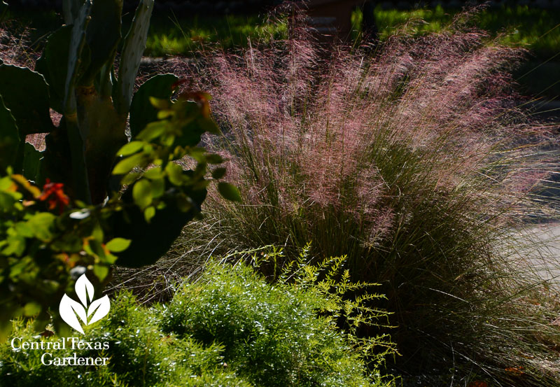 Gulf muhly fall color Central Texas Gardener