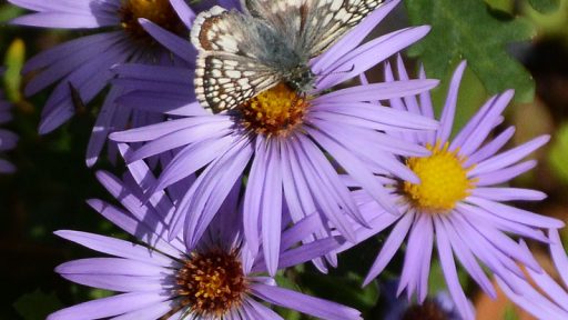 common checkered-skipper on fall aster