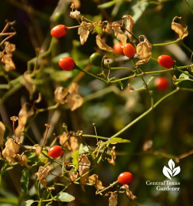 Spicy Chile Pequin Salsa from Rob Moshein Central Texas Gardener