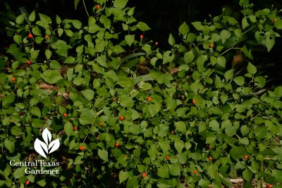 Native Chile Pequin