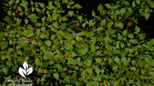 Chile-pequin-after-early-freeze-Central-Texas-Gardener-