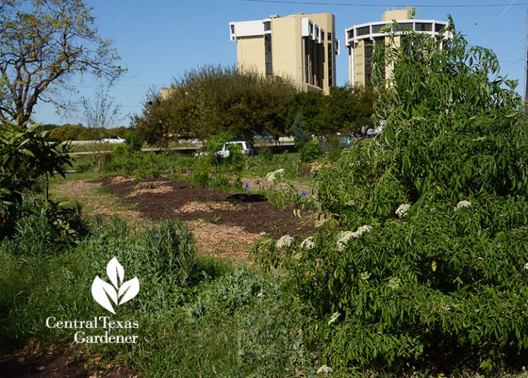 Top Tips Fruit Trees Central Texas Gardener