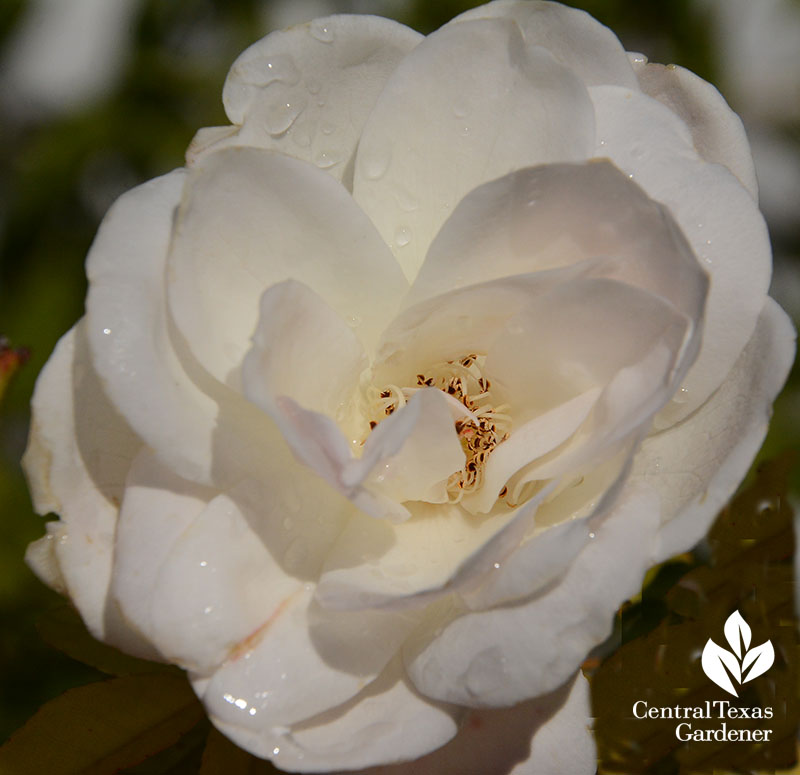 Rose Petal Beads  Central Texas Gardener