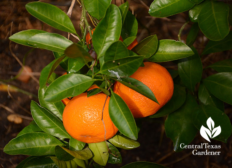 Satsuma oranges in winter Central Texas Gardener