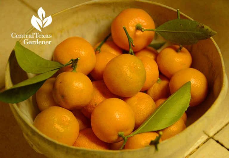 Top Tips Fruit Trees Central Texas Gardener