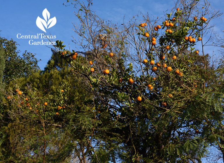 Top Tips Fruit Trees Central Texas Gardener
