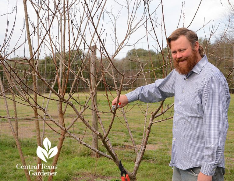 Top Tips Fruit Trees Central Texas Gardener