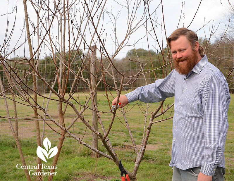 man with peach tree