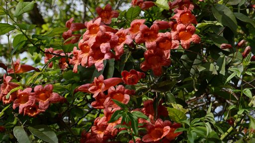 native crossvine