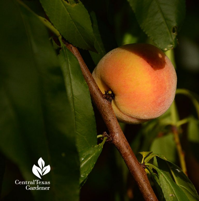Top Tips Fruit Trees Central Texas Gardener